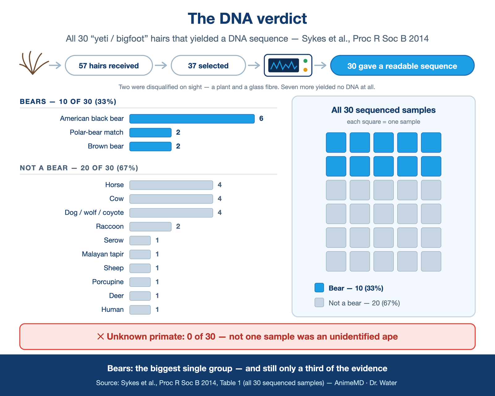 "the DNA verdict" — a hair sample funnelling into a sequencer, out the other side an HONEST bar tally of all 30 Sykes 2014 matches: black bear 6, horse 4, cow 4, dog/wolf/coyote 4, raccoon 2, polar-bear-match 2, brown bear 2, and 1 each serow / tapir / sheep / porcupine / deer / human — with unknown primate = 0 called out in red. Bars for the 10 bears tinted one colour and the 20 non-bears another, so the 33% reads at a glance