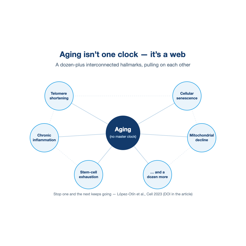 aging isn’t one clock but a bundle of interconnected hallmarks