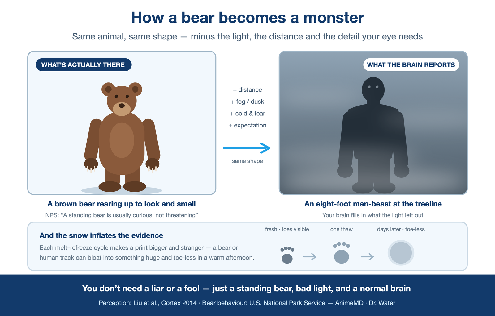 "how a bear becomes a monster" — left, a clear standing brown bear; right, the same shape through fog + low light + expectation, resolving into an upright man-beast silhouette; a melting footprint growing larger below