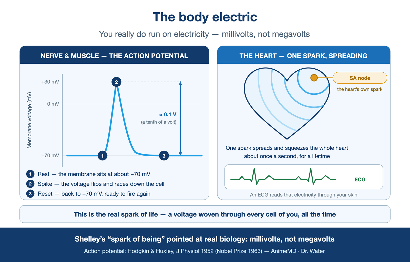 the body electric — a single nerve/cardiac action potential curve (rest → spike → reset) labelled in millivolts, beside the heart's SA-node spark spreading as a wave; caption "this is the real spark of life,"