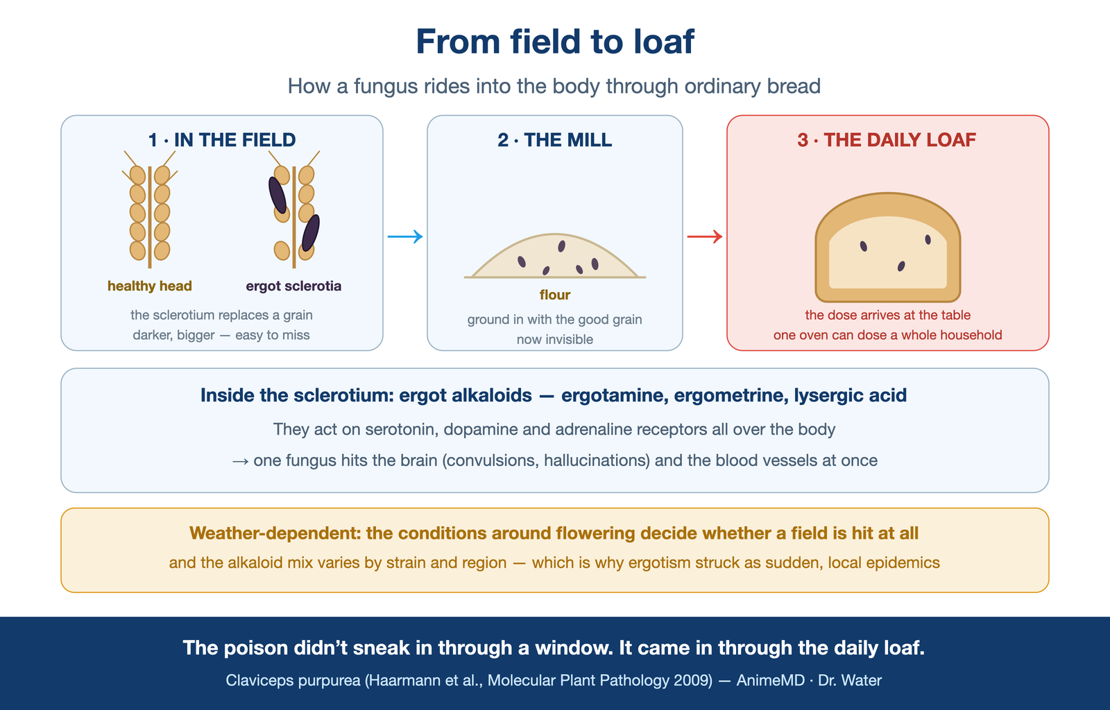 from field to loaf — healthy rye vs. an ergot-infected head (dark sclerotium) → milled into flour → baked into bread