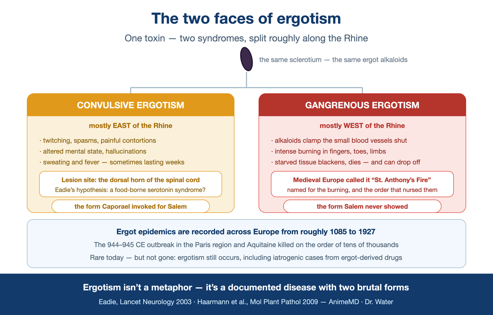 the two faces of ergotism — one toxin, two syndromes (convulsive: brain/seizures/hallucinations vs. gangrenous: clamped vessels → limb necrosis, "St. Anthony's Fire")