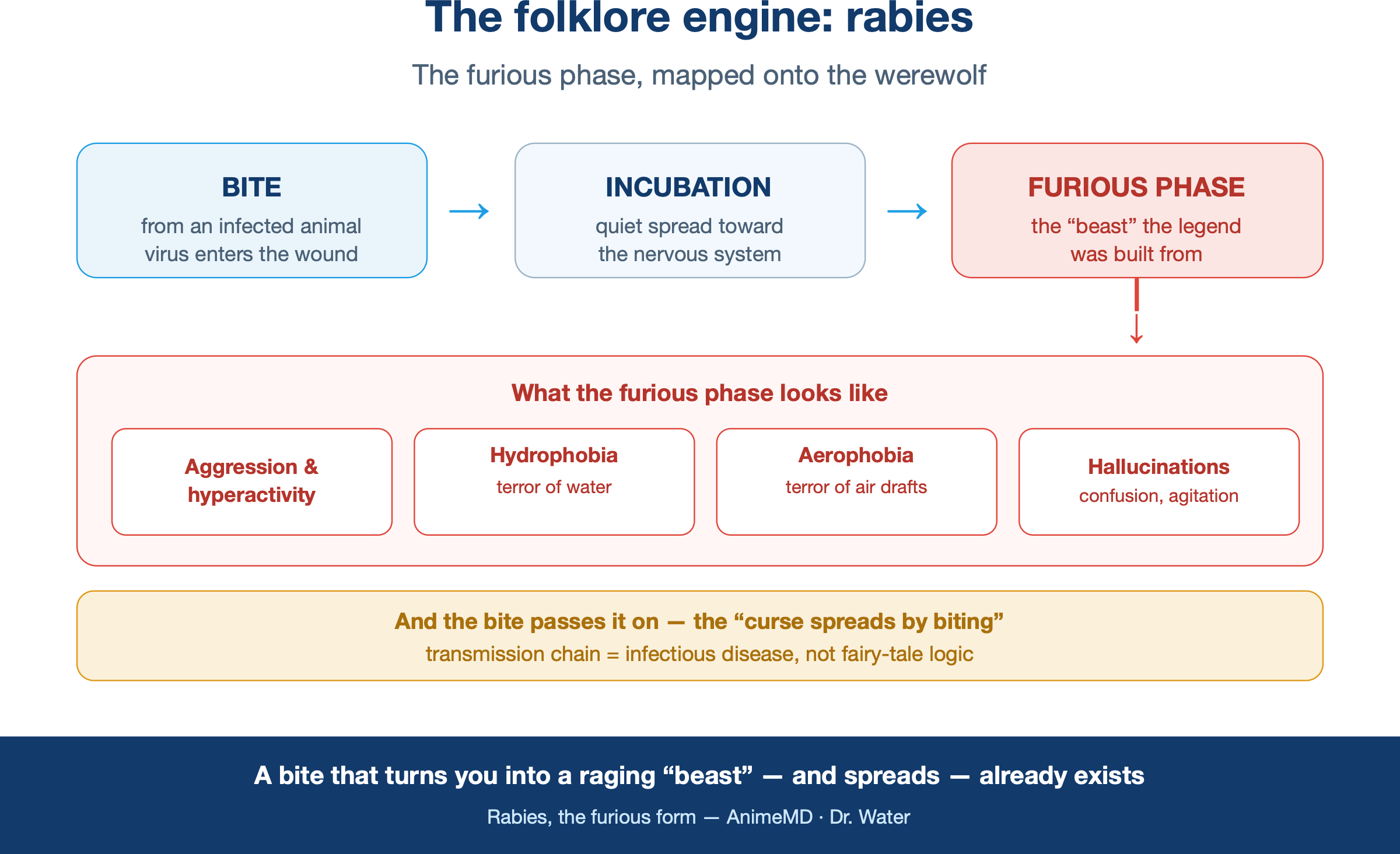 The folklore engine — rabies’ furious phase mapped onto the werewolf