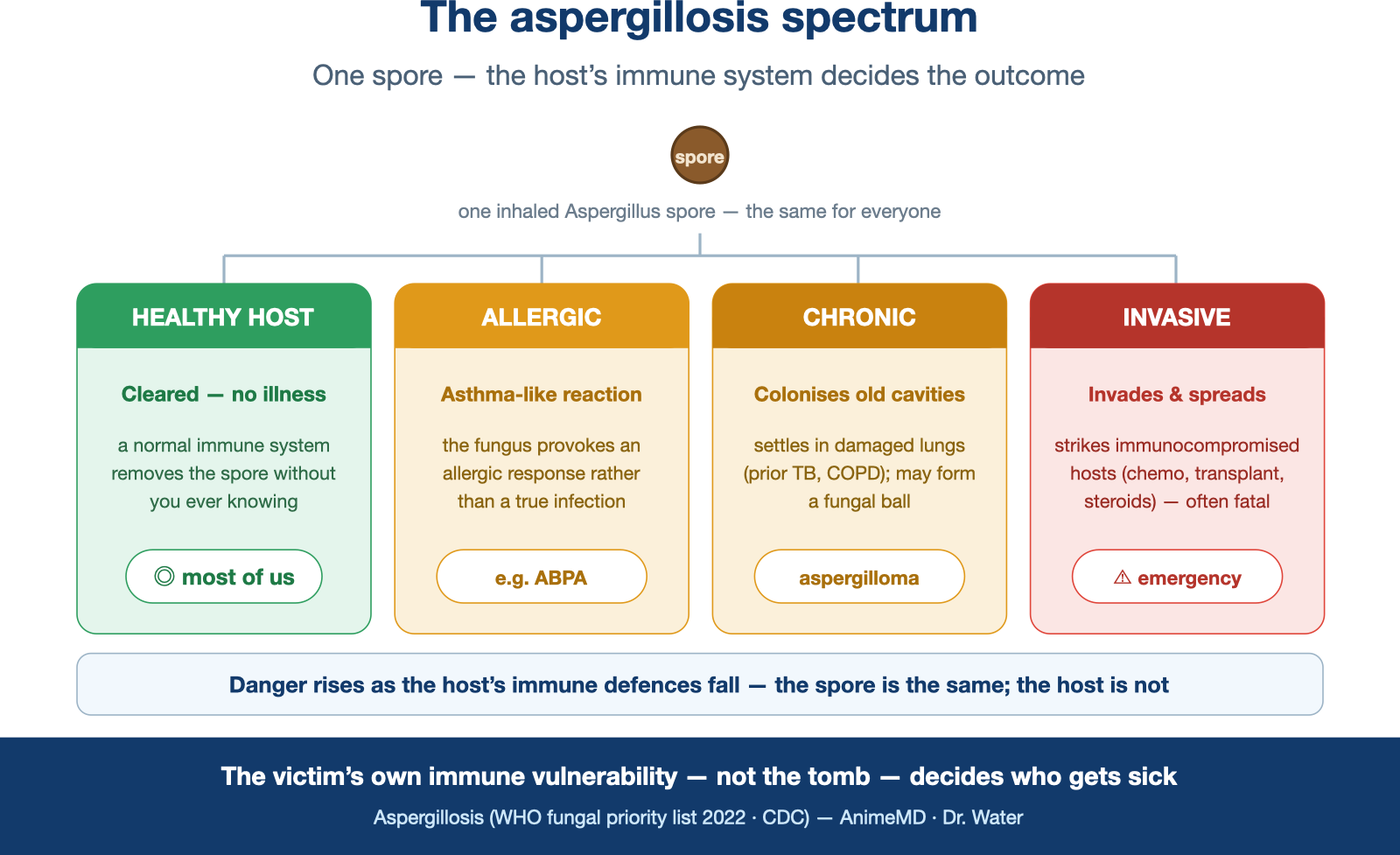 Same Aspergillus spore leads to allergic, chronic, or invasive disease depending on immune status